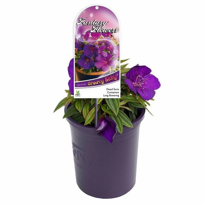 140mm Tibouchina Groovy Baby