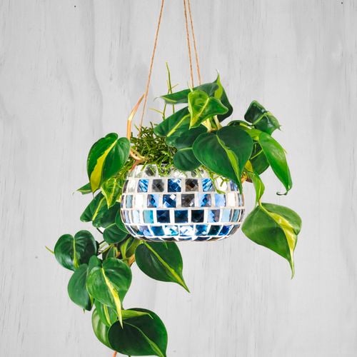 Hanging potplant mosaiced with blue sparkly glass tiles. There is a bright green plant in the pot, cascading over the side. 