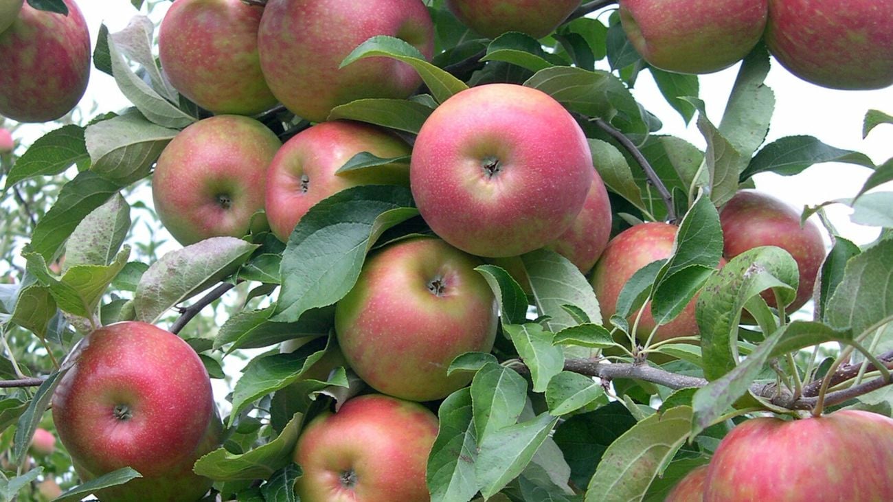 A cluster of red Pippin apples on an apple tree.