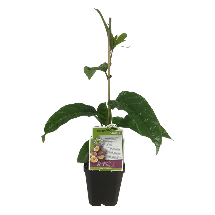 1L Passionfruit Black Beauty - Passiflora edulis - Incredible Edilbles Range