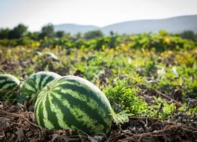 Watermelons in a garden patch.