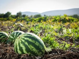 Watermelons in a garden patch.