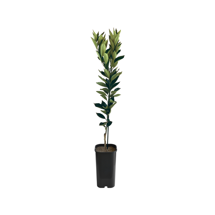 4L Orange Blood Cara Cara Grafted - Citrus sinensis