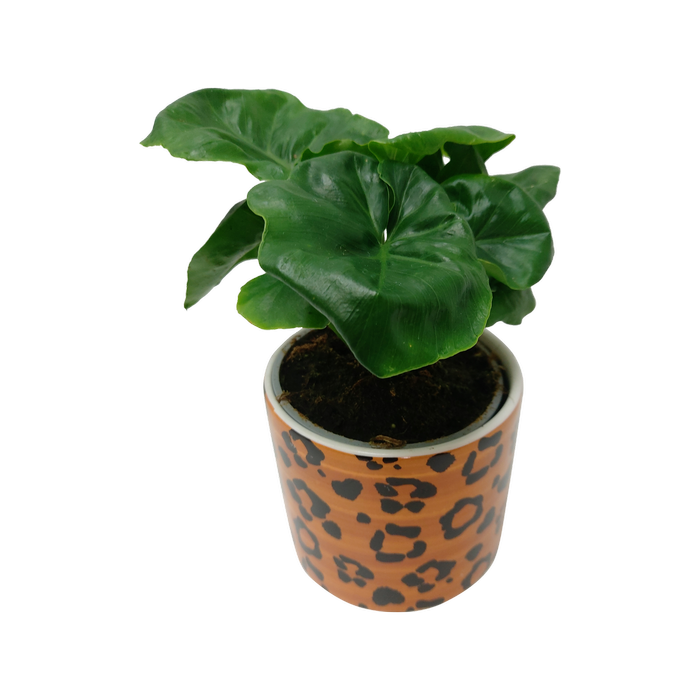 120mm Philodendron Atom - Philodendron in Ceramic Pot