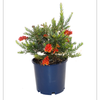 250mm Grevillea Fireworks