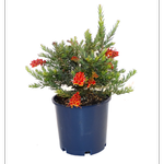 250mm Grevillea Fireworks