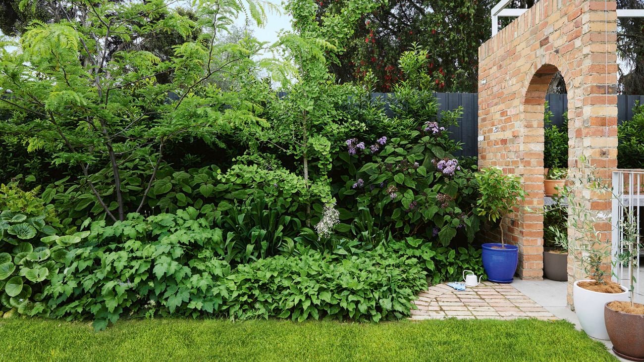 A densely planted garden bed in front of a dark grey timber fence with a brick arch to the right. On the ground are lawn, brick paving and three large pots in bright blue, white and brown.