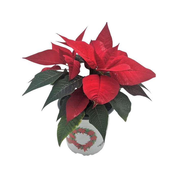 140mm Poinsettia Christmas Star - Euphorbia pulcherrima