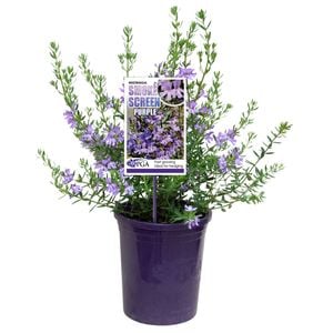 140mm Westringia Smoke Screen Purple - Westringia hybrid