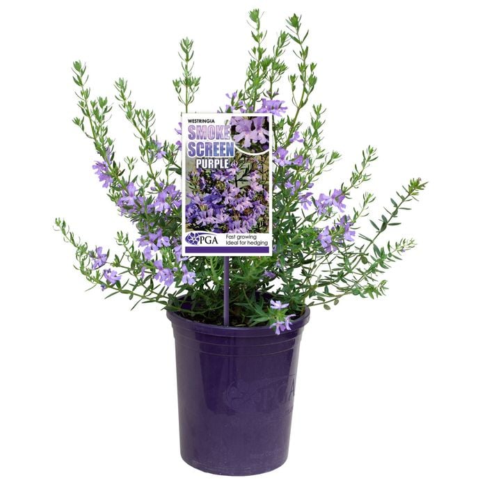 140mm Westringia Smoke Screen Purple - Westringia hybrid