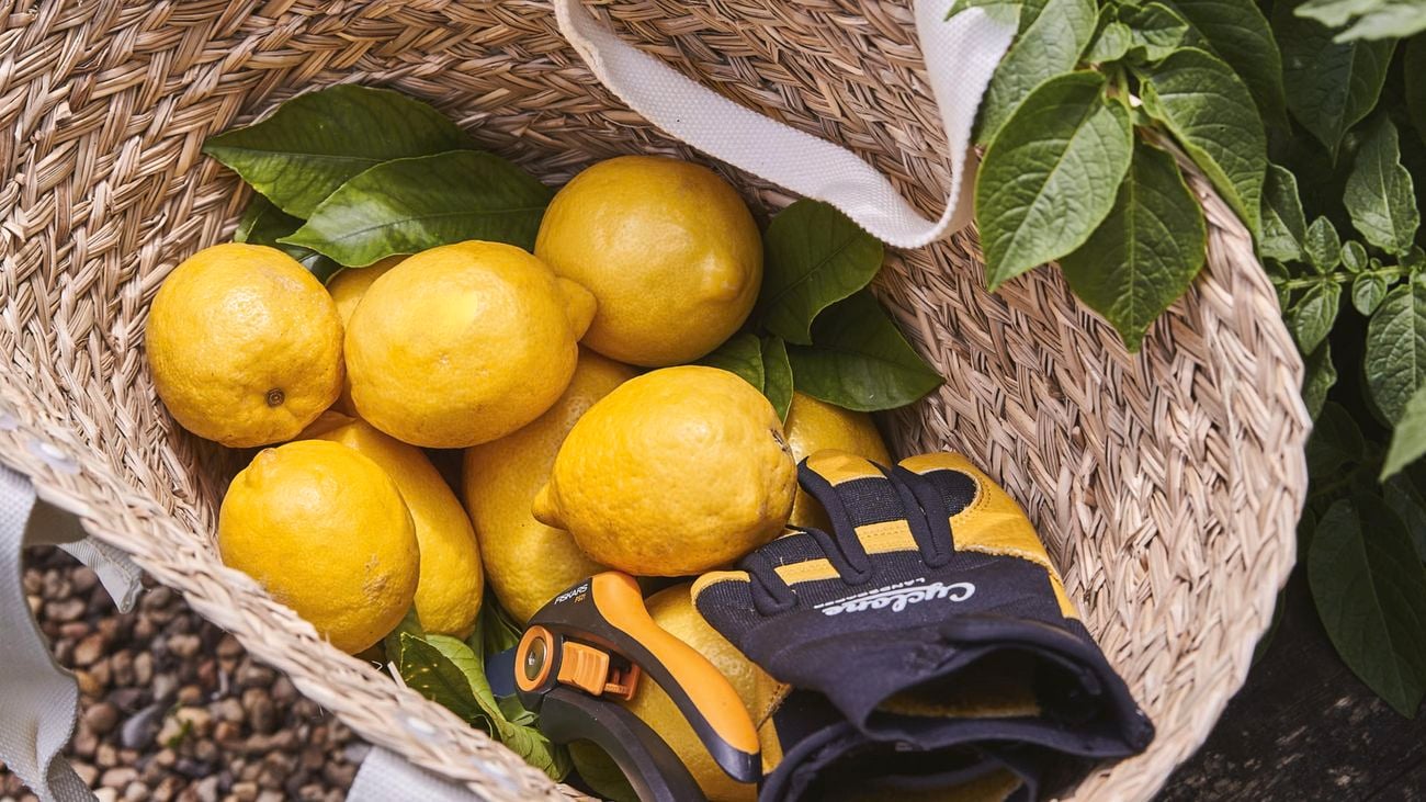 Lemons in a basket after being harvested