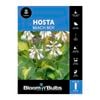 Bloomin' Bulbs Hosta Beach Boy - 1 Pack