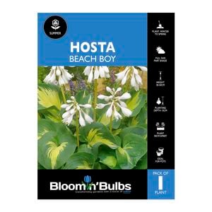 Bloomin' Bulbs Hosta Beach Boy - 1 Pack