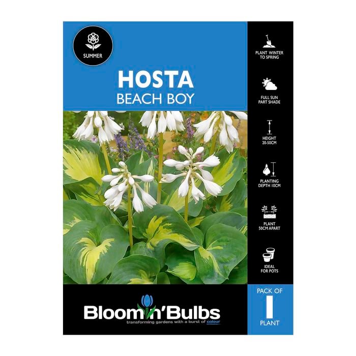 Bloomin' Bulbs Hosta Beach Boy - 1 Pack