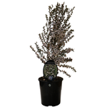 1.9L Leptospermum Princess Anne - Leptospermum