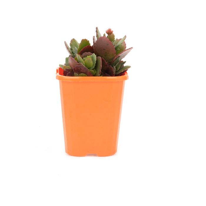 85mm Bright & Easy - Kalanchoe Compact Pink