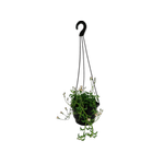 130mm String of Dolphins - Senecio peregrinus