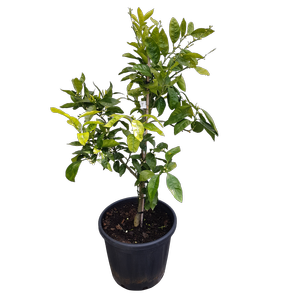 30L Citrus Mandarin Silverhill - Citrus reticulata unishiu