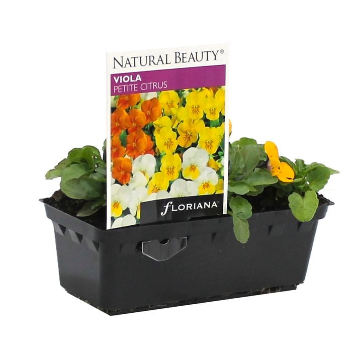 Viola Petite Citrus Punnet - Viola cornuta