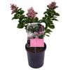 140mm Escallonia Pink Elle