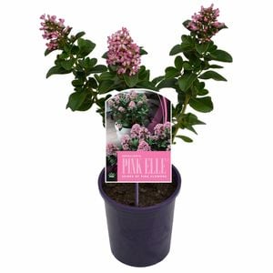 140mm Escallonia Pink Elle