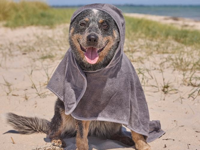 dog looking at camera with hooded towel around his body