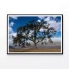Lone Oak Tree with Clouds   Print 100% Australian Made 120x90cm  (Poster)