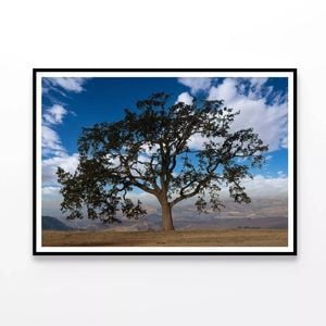 Lone Oak Tree with Clouds   Print 100% Australian Made 120x90cm  (Poster)