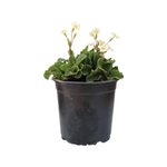 1.3L Irish Primrose - Primula vulgaris