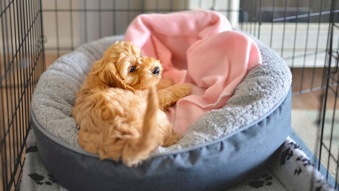 A small dog sits in a grey pet bed with a pink blanket inside, surrounded by a metal crate.