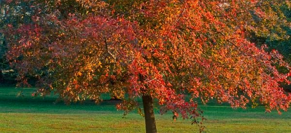 Wide shot of a tree with green, red and orange leaves