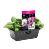 Punnet Pansy Sweetheart Glow - Viola wittrockiana