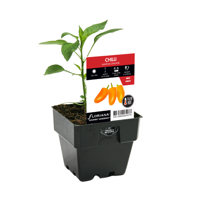100mm Chilli Bantam Orange - Capsicum annuum