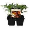 4 Cell Marigold Strawberry Blonde - Tagetes patula - Perfect 4 Pots Range