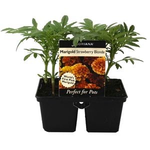 4 Cell Marigold Strawberry Blonde - Tagetes patula - Perfect 4 Pots Range