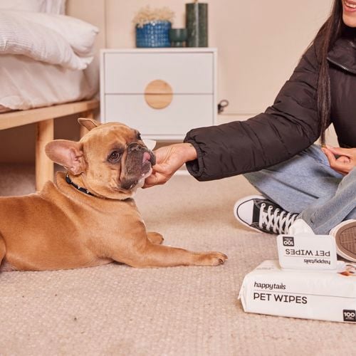 A person patting a french bulldog.