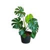 170mm Monstera - Monstera deliciosa