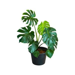 170mm Monstera - Monstera deliciosa