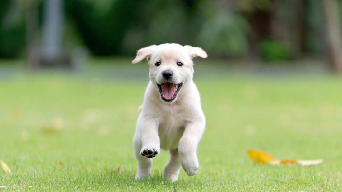 A white dog with its tongue out running straight towards the camera on a green filed.