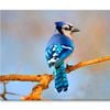 Lue Jay Sitting on A Tree Branch  Print 100% Australian Made 75 x 50cm  (Stretched)