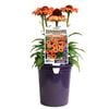 140mm Sunseekers Mineola - Echinacea purpurea