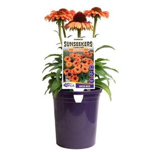 140mm Sunseekers Mineola - Echinacea purpurea
