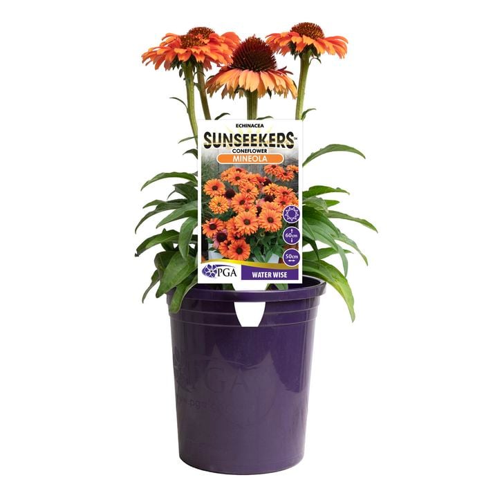 140mm Sunseekers Mineola - Echinacea purpurea