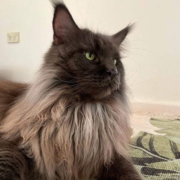 A Maine Coon cat close up.