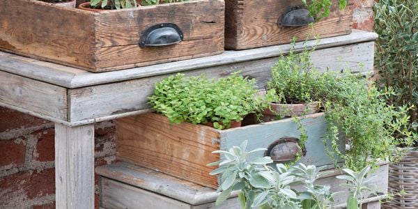 Australian native plants in a garden.