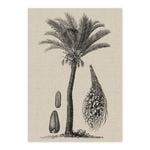 Coastal Palm Charcoal - Type 2 A1 Poster Print