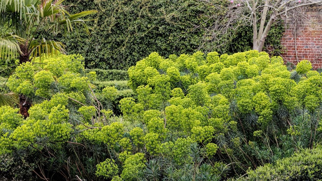 Wide shot of a euphorbia plant.