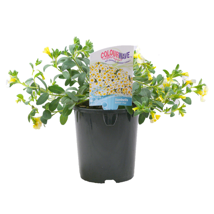 1.5L Sunbell Butterpop - Calibrachoa hybrida