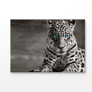 B&W Tiger With Blue Eyes  Print 100% Australian Made 75x50cm (Stretched Canvas)