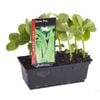 Snow Pea Punnet - Pisum sativum var. macrocarpon